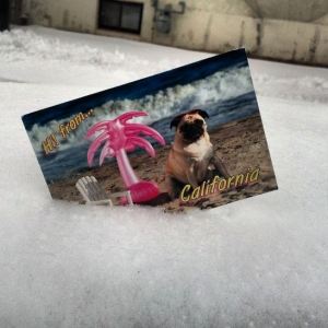 My sister sent this cute postcard last week. This is from the snow storm on Thursday.